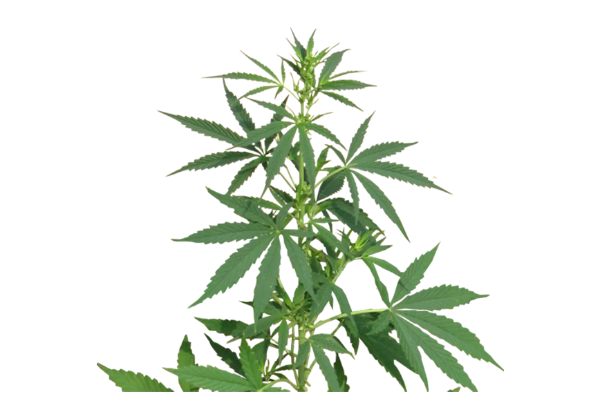 Free Premium PNG Therapeutic cannabis