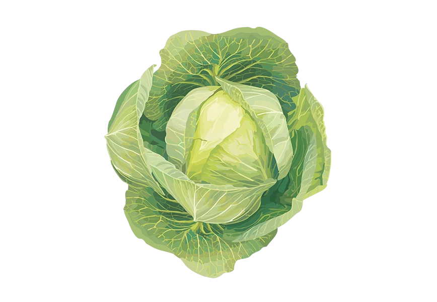 Free Premium PNG There is a cabbage on the table with a transparent background