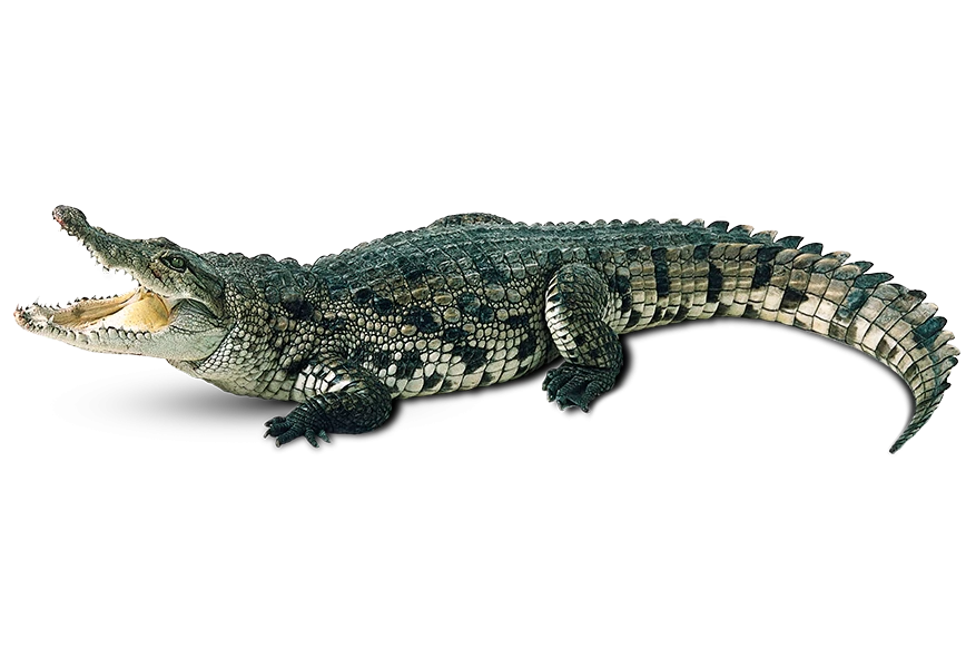 Free Premium PNG This crocodile is shown in a side view.