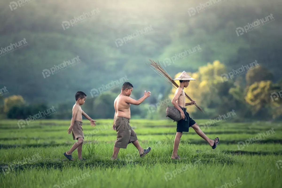 Free Premium Stock Photos Three boys walking in a rice field and walking in a line with the youngest boy in the lead