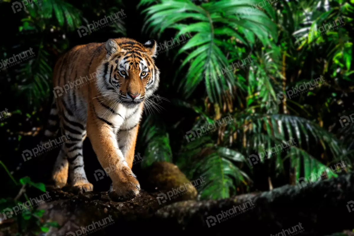 Free Premium Stock Photos Tiger Close portrait in jungle
