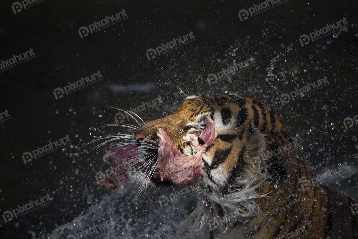 Free Premium Stock Photos Tiger eating, Tiger is showing food hunting behavior in zoo