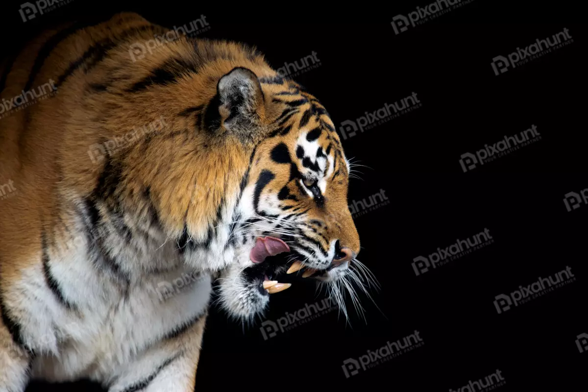 Free Premium Stock Photos Tiger portrait on black background