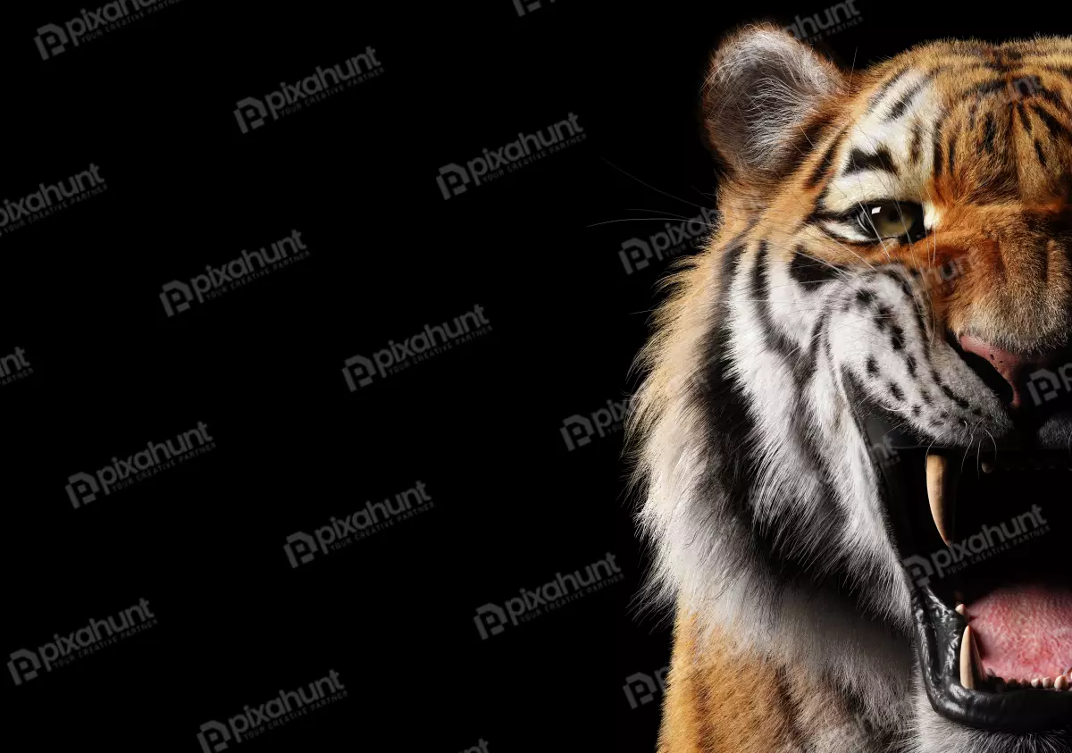 Free Premium Stock Photos Tiger roar portrait on black