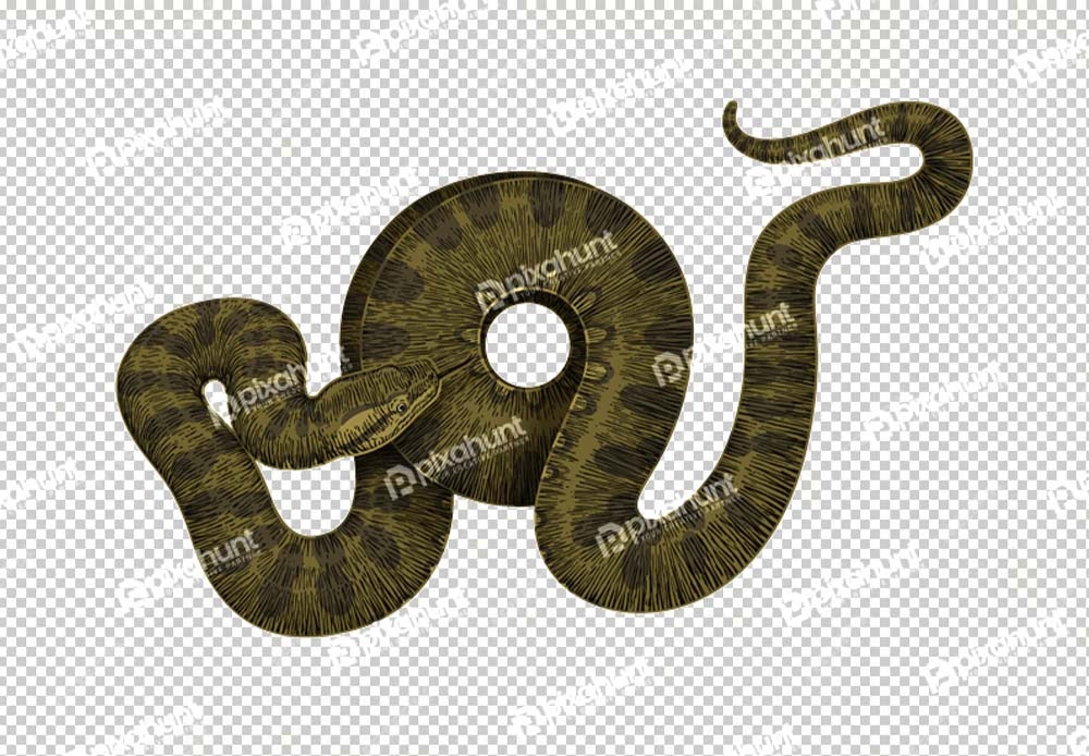 Free Premium PNG tropidolaemus wagleri snake closeup on white background viper snake
