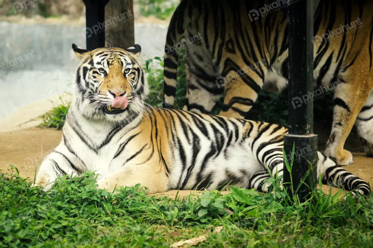 Free Premium Stock Photos Two Bangladeshi tiger Close Shoot | One Tiger are walk and another Tiger was sleeping
