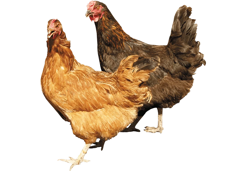 Free Premium PNG Two chicken Site View