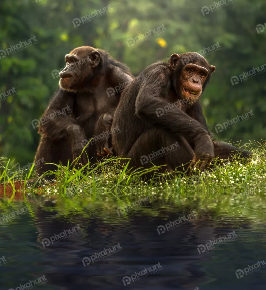 Free Premium Stock Photos Two chimpanzees sitting on a rock in front of a lush and chimpanzees are looking in different directions