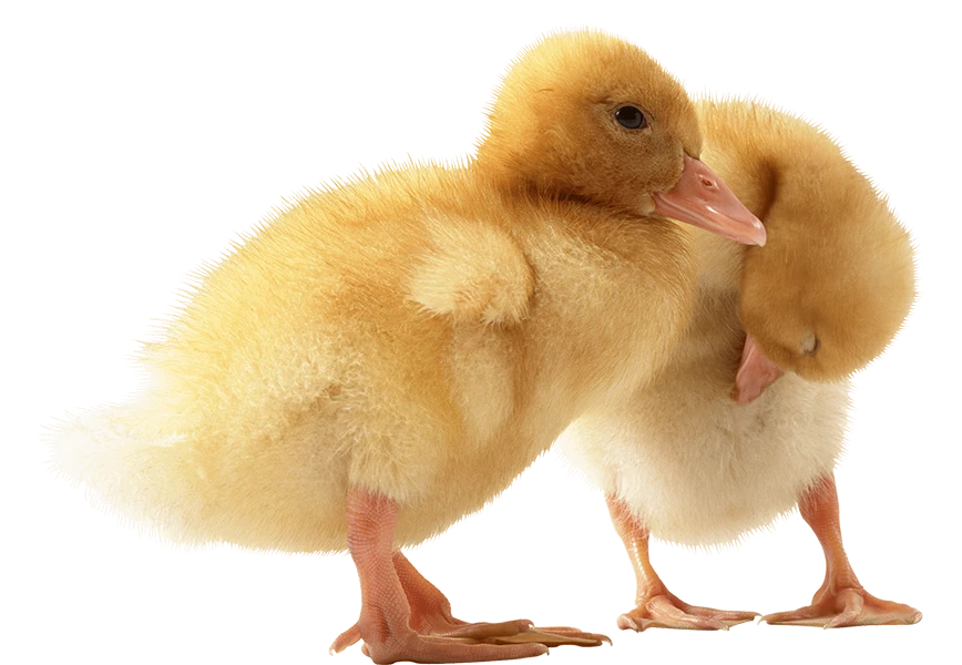 Free Premium PNG two cute little Ducklings