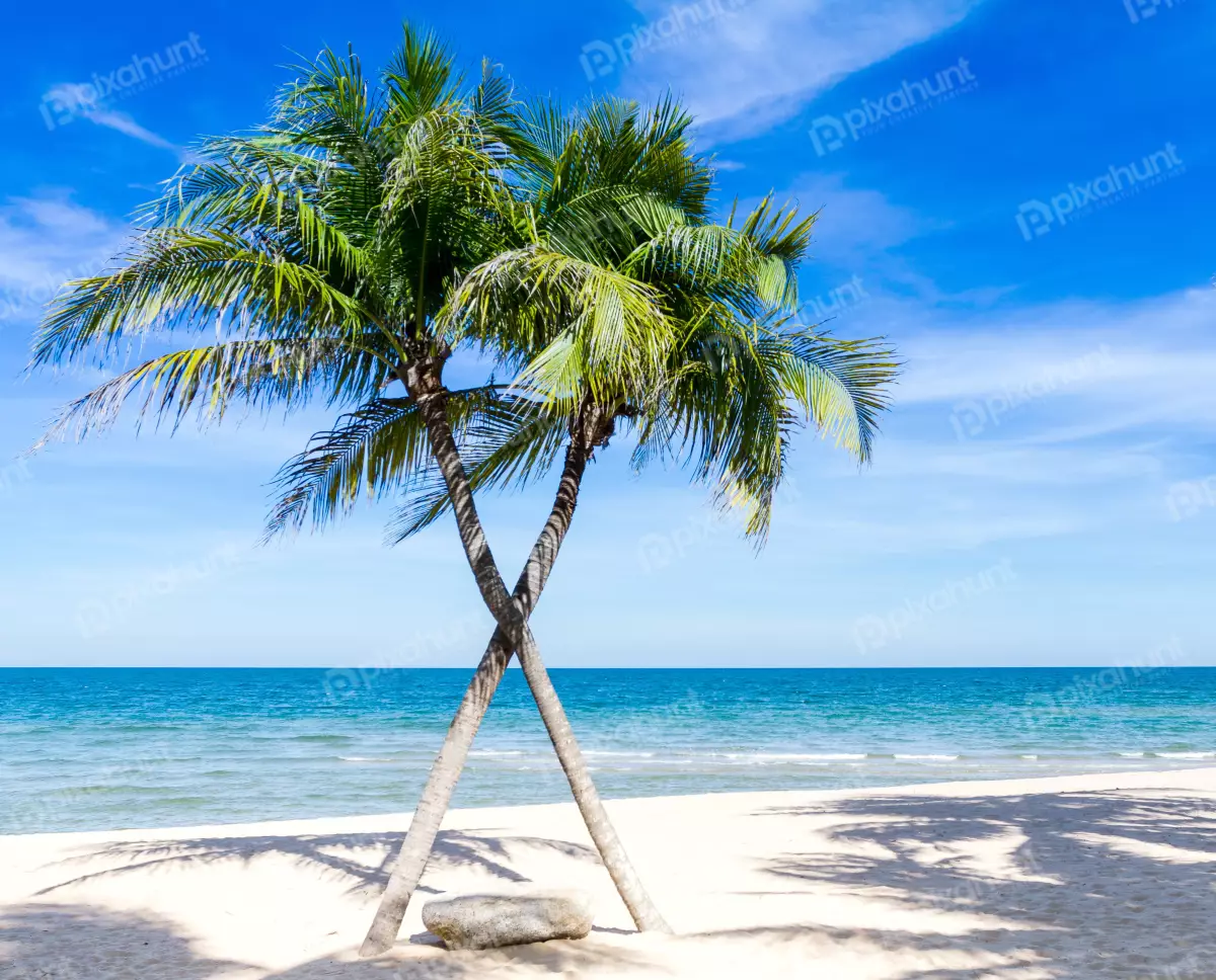 Free Premium Stock Photos Two palm trees on a beach are leaning toward each other and their trunks are crossed