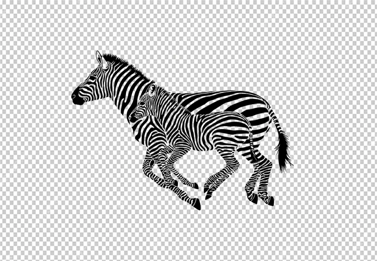 Free Premium PNG Two zebra was running together one was mom and one was child