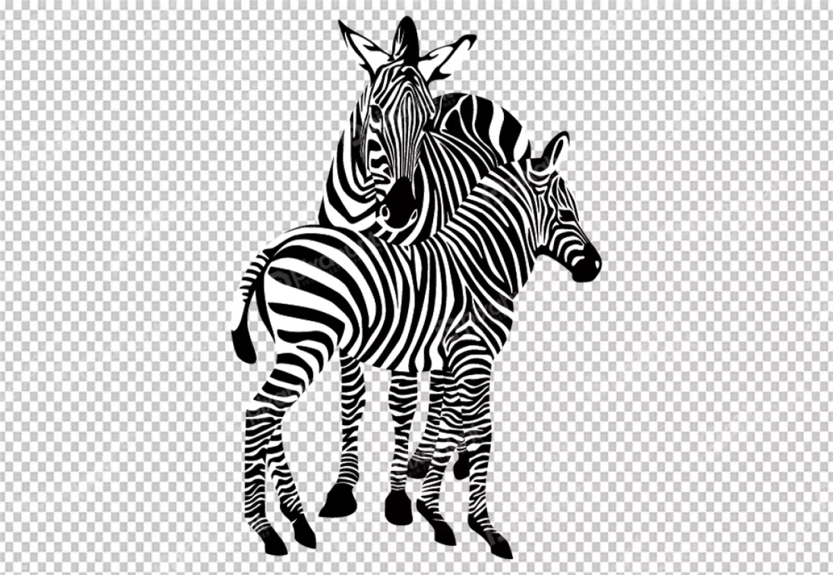 Free Premium PNG Two zebras, one slightly behind the other and standing side by side, facing the viewer