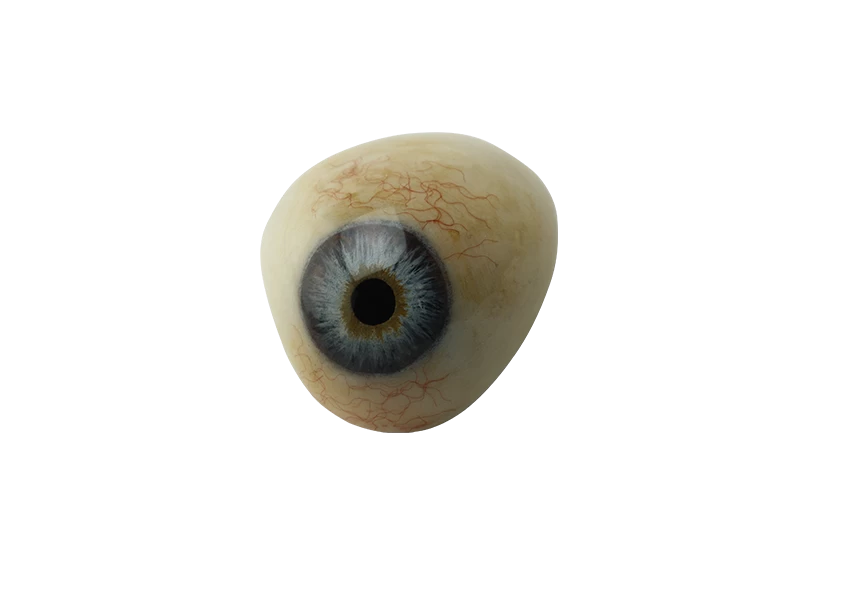 Free Premium PNG uman Eye Ball 3D Modeling PSD File Realistic Human Anatomy