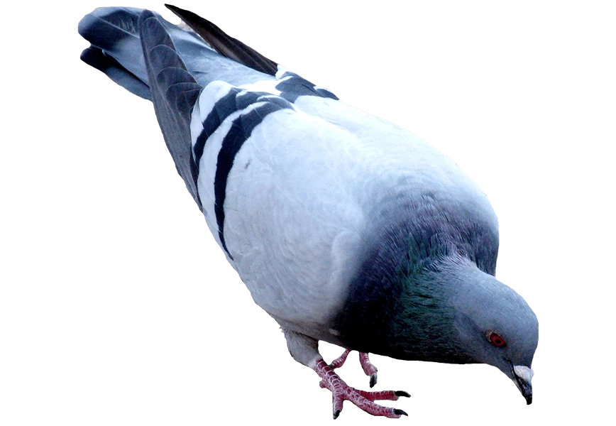 Free Premium PNG United States Street Pigeon