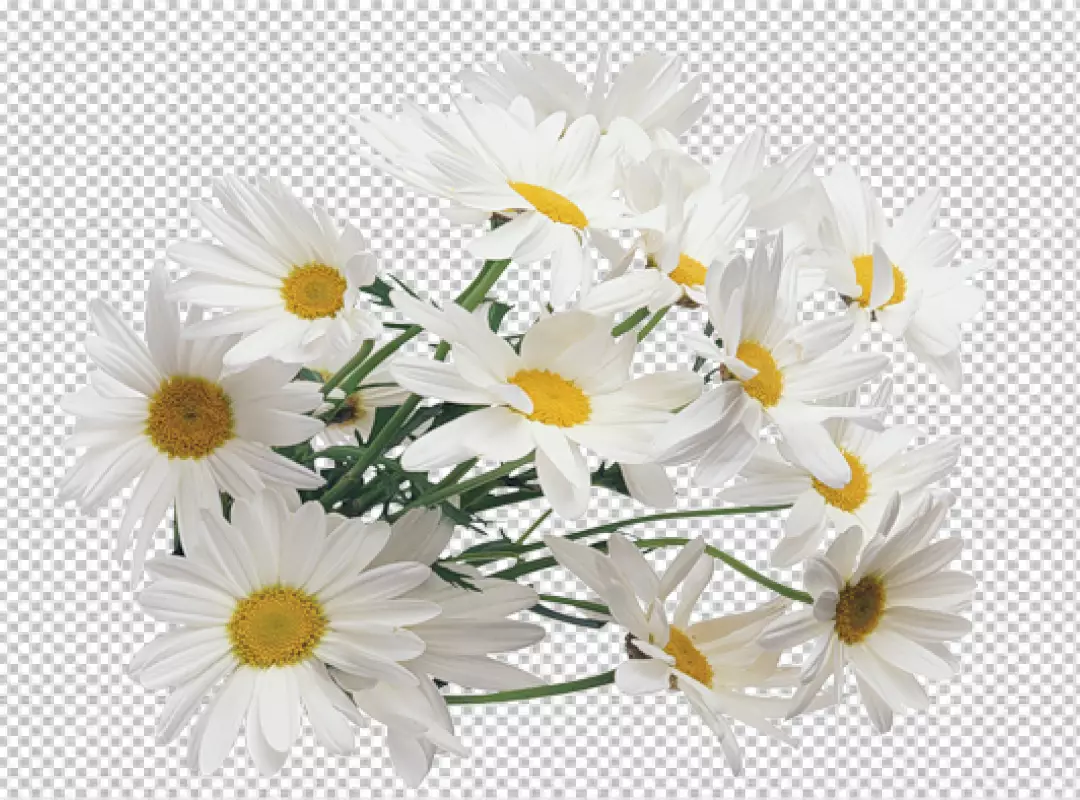 Free Premium PNG Vertical closeup of beautiful daisy flowers