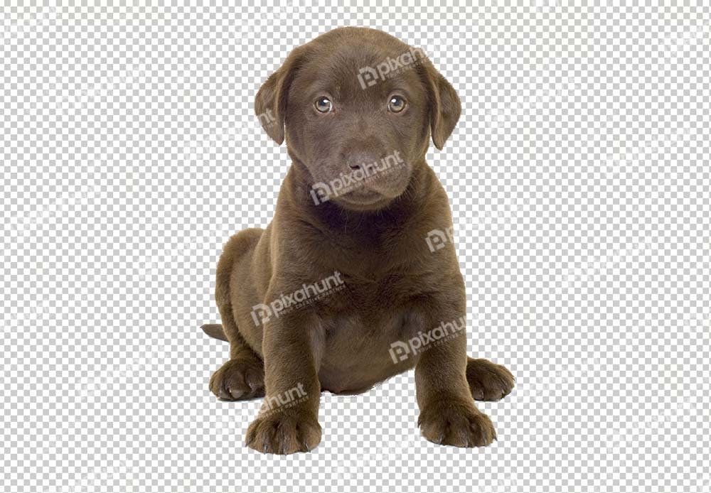 Free Premium PNG Vertical shot of a lovely chocolate labrador puppy | Puppy bull mastiff