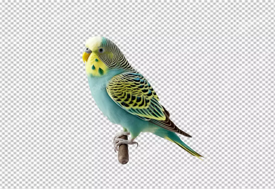 Free Premium PNG Vibrant Yellow Feathered Birds, Download Stunning PNG Images
