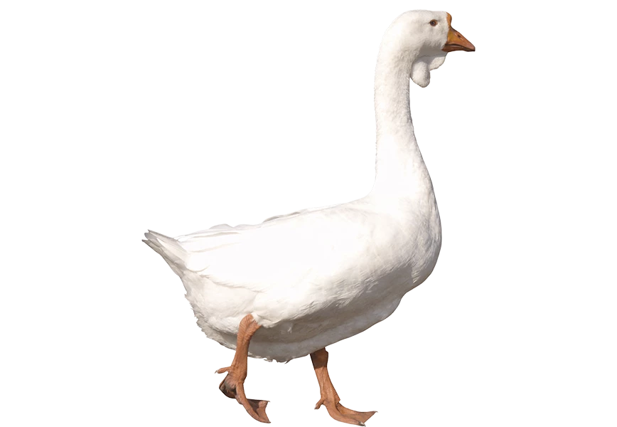 Free Premium PNG white adult Goose