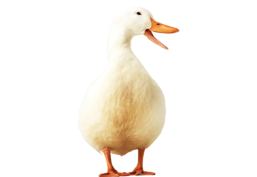 Free Premium PNG White And yellow Duck