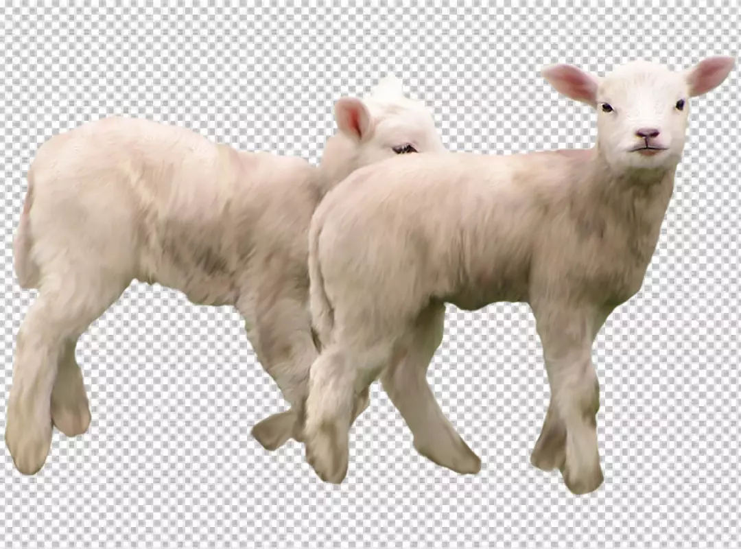 Free Premium PNG White color goat, transparent background 