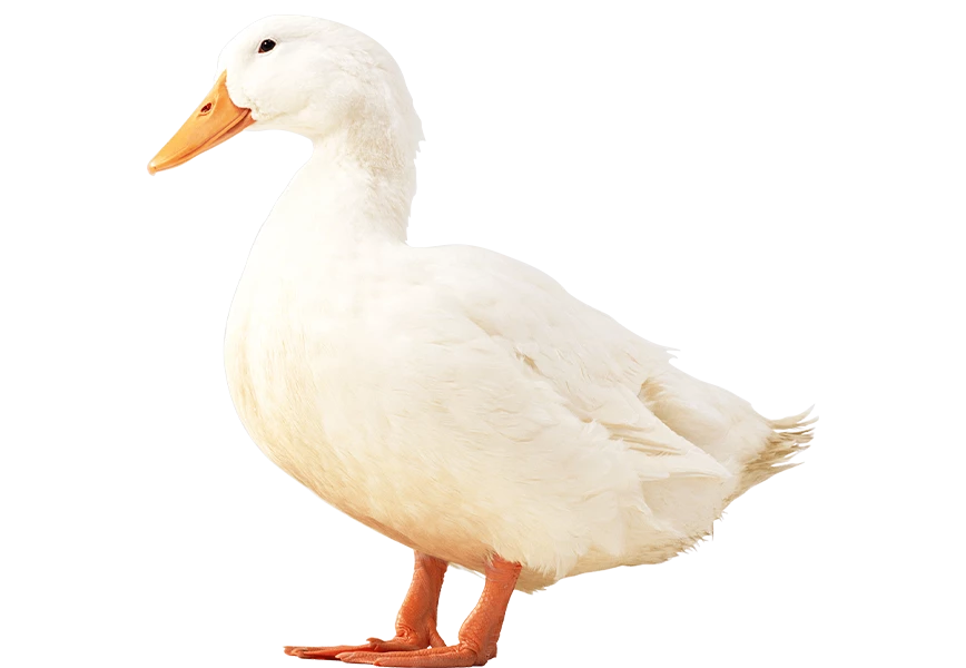 Free Premium PNG White domestic goose isolated | White Duck