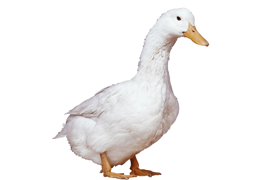 Free Premium PNG White duck on a Transparent background. studio