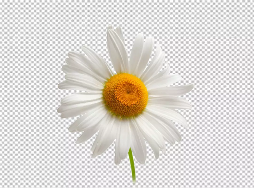 Free Premium PNG White flower of chamomile lat Matricaria isolated on transparent  background