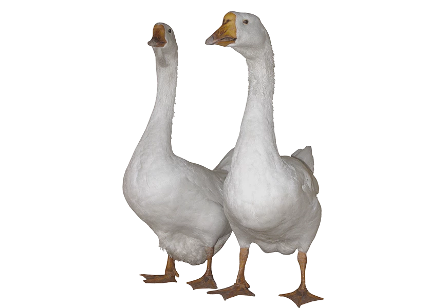 Free Premium PNG white goose | Two swans look up | Two Duck