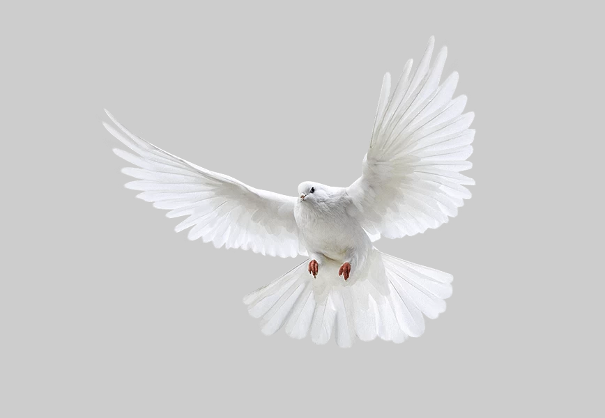 Free Premium PNG White Pigeon flying