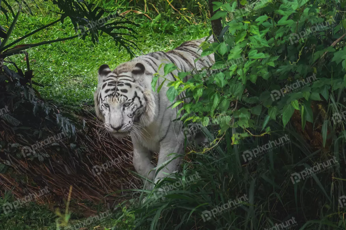 Free Premium Stock Photos White Tiger - Leucistic Tiger | White Tiger in Close | Tiger Close Short