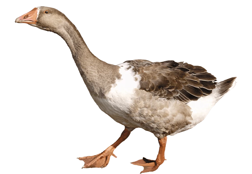 Free Premium PNG Wild duck isolated | The duck is looking up