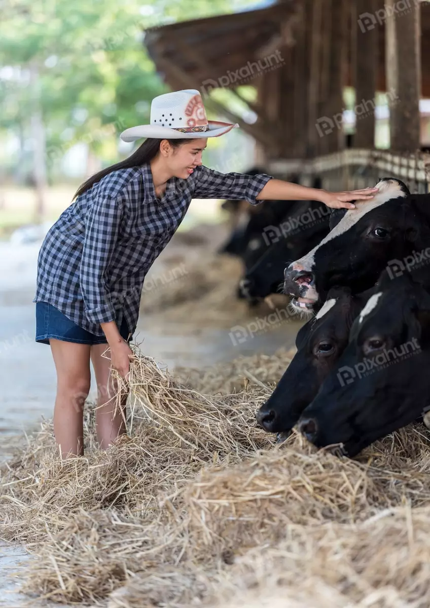 Free Premium Stock Photos Woman feeding cows in a barn and woman is wearing a cowboy hat, a plaid shirt, and denim shorts
