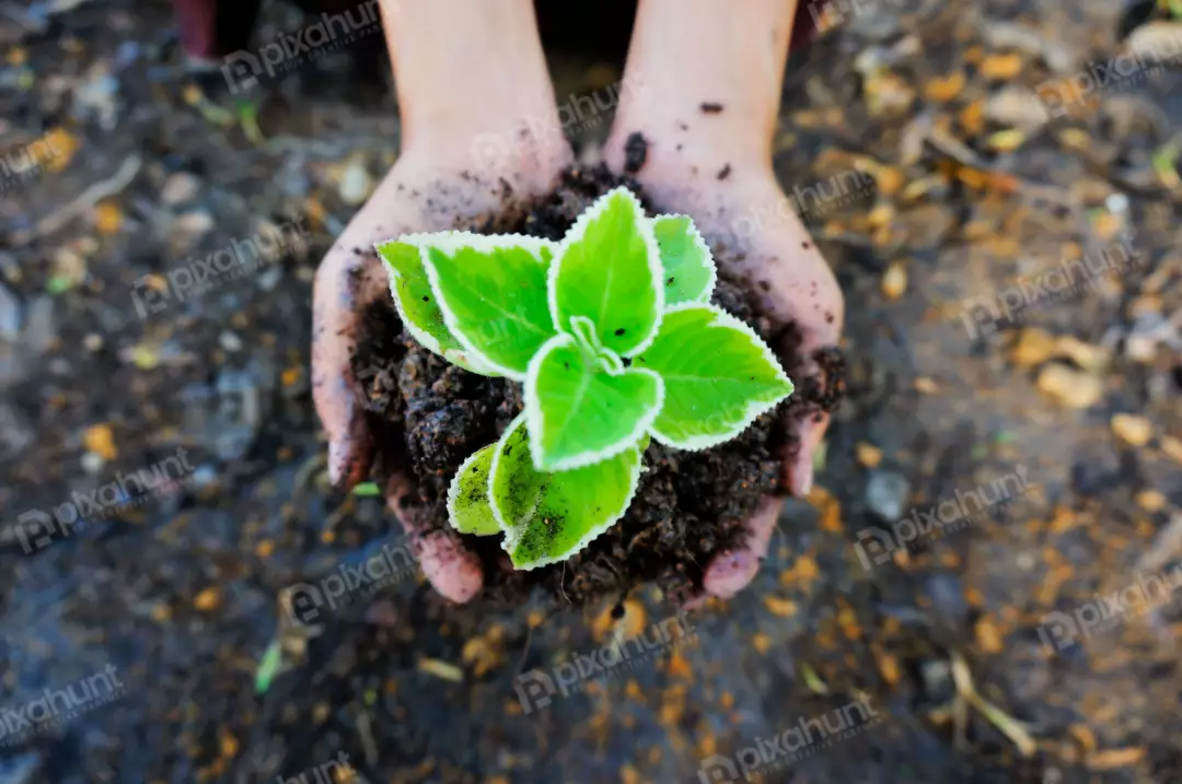 Free Premium Stock Photos Woman hands embrace a small green plant young germ. The concept of ecology, environmental protection