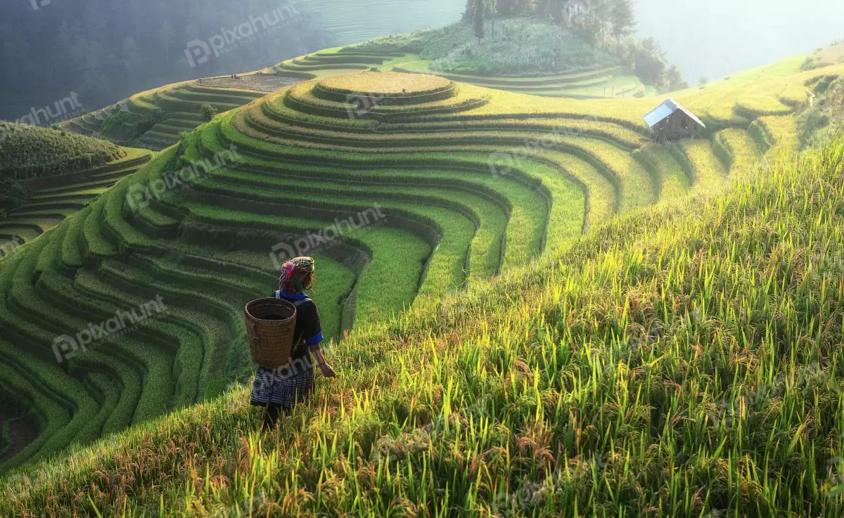 Free Premium Stock Photos Woman standing in a rice field and wearing a traditional Vietnamese conical hat and is carrying a basket on her back