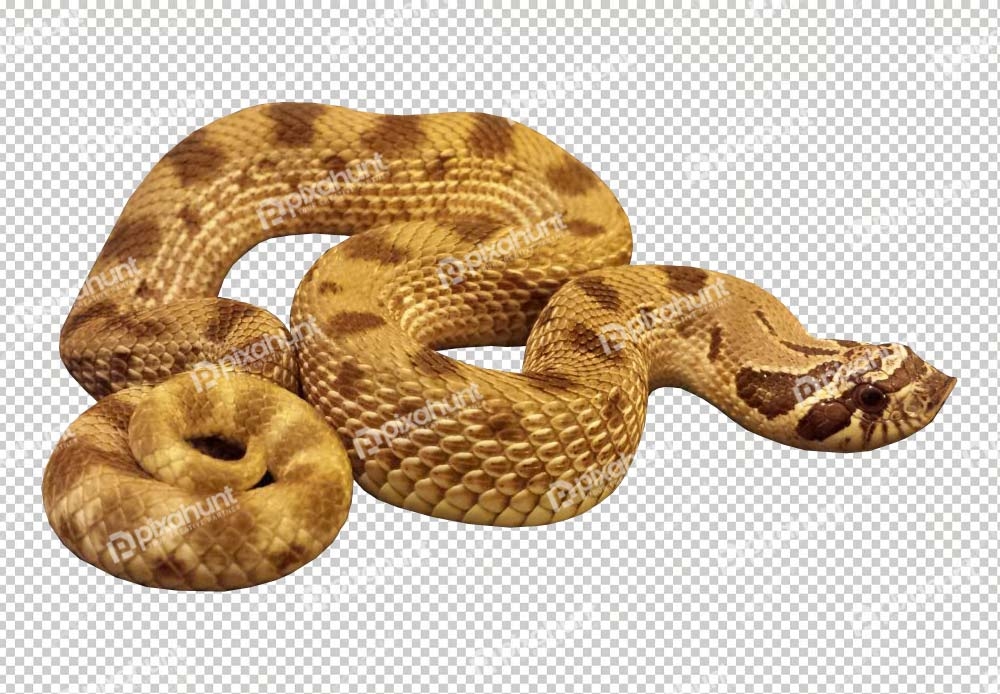 Free Premium PNG Yellow color Anaconda | Close up photo of huge and dangerous anaconda snake
