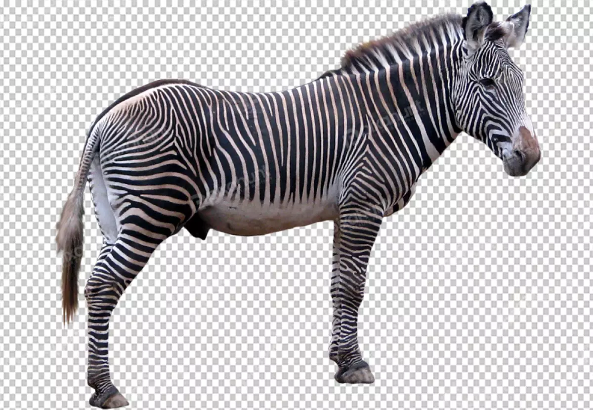 Free Premium PNG Zebra head is turned slightly toward the camera, and its ears are perked up