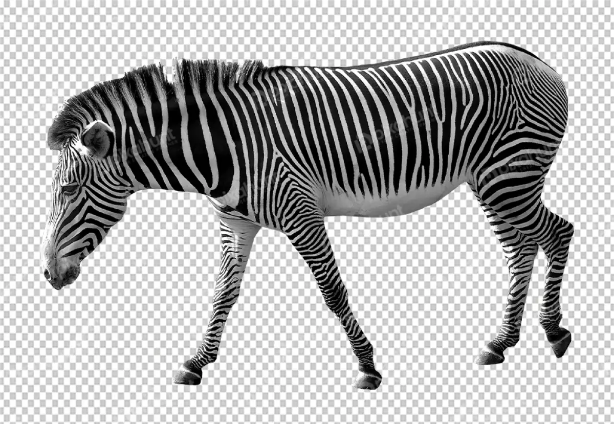 Free Premium PNG Zebra is a black and white striped animal and standing on all fours and looking down