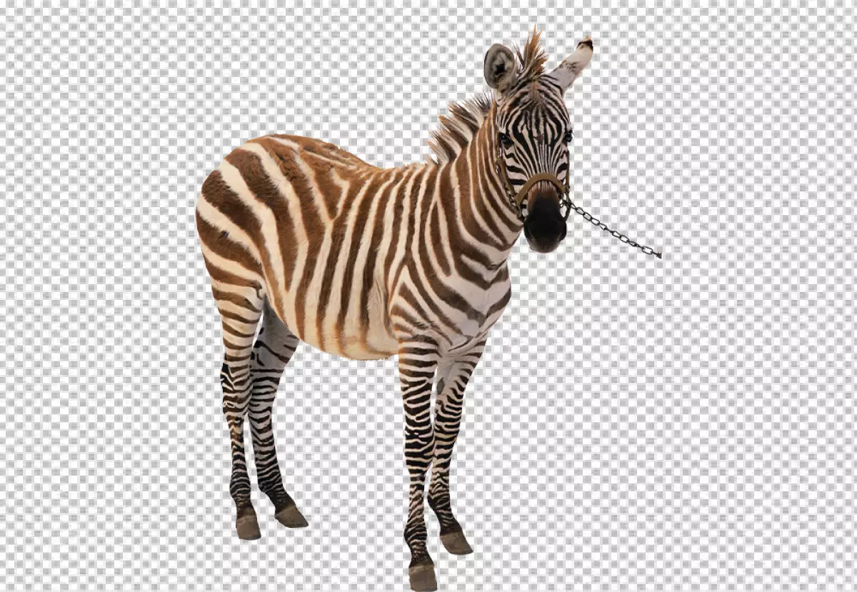 Free Premium PNG Zebra is legs are long and slender and its tail is short and tufted