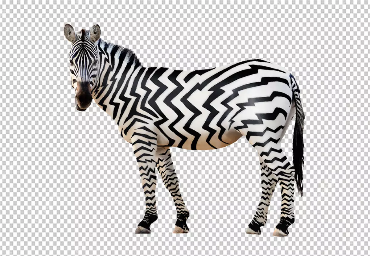 Free Premium PNG Zebra is looking at the camera