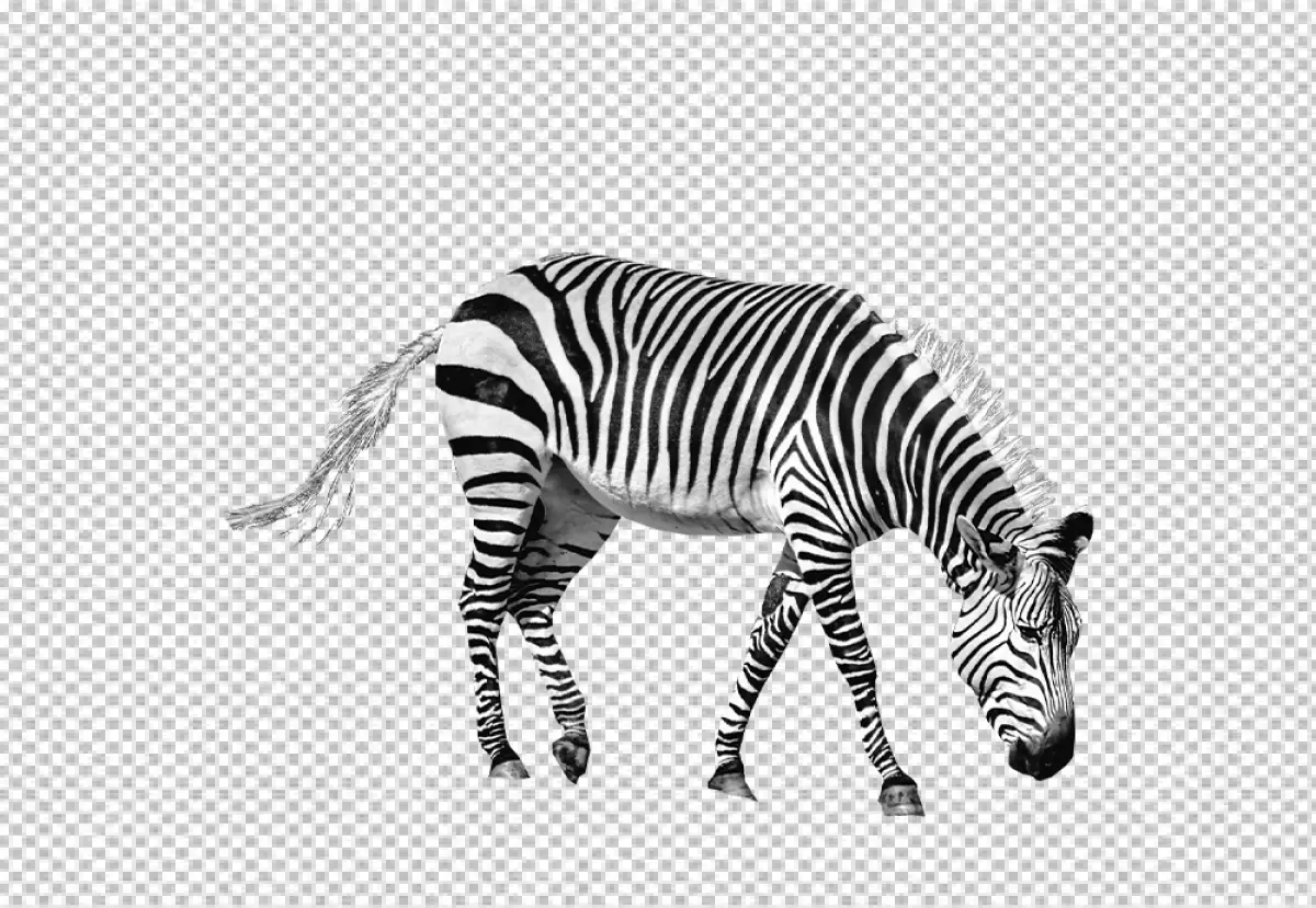 Free Premium PNG Zebra is standing at a 45-degree angle to the camera