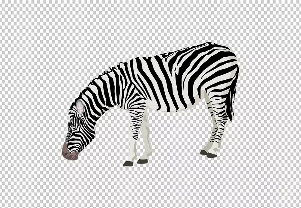 Free Premium PNG Zebra is standing with its head bowed