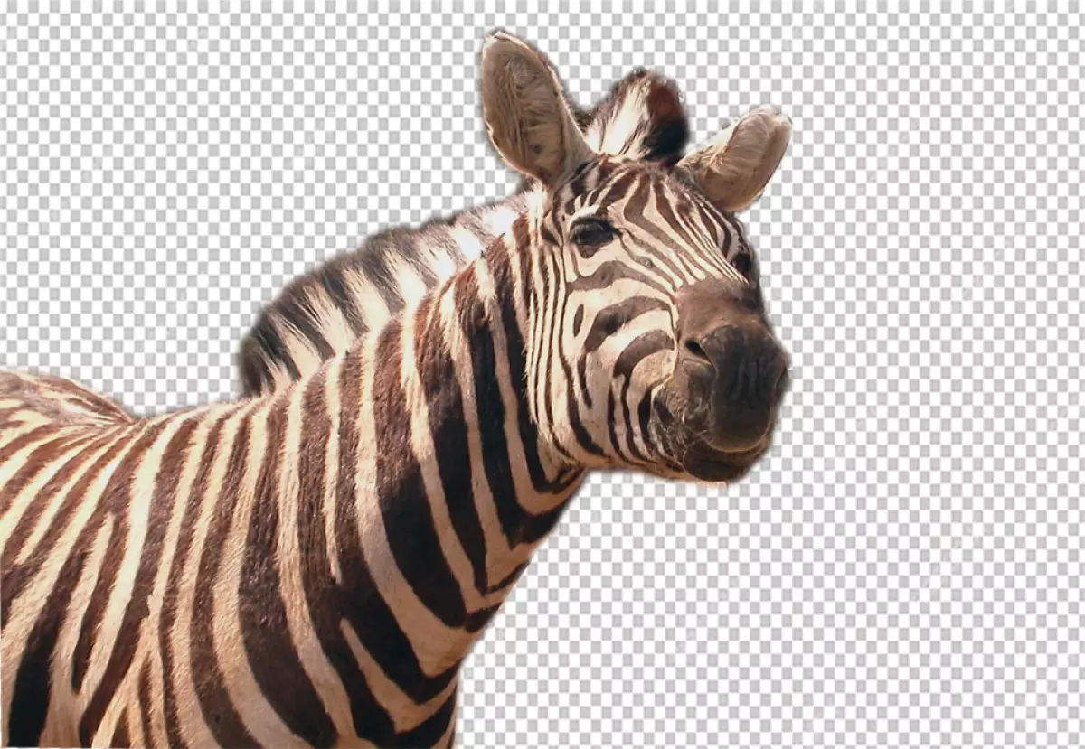 Free Premium PNG Zebra look sad and looking in the camera
