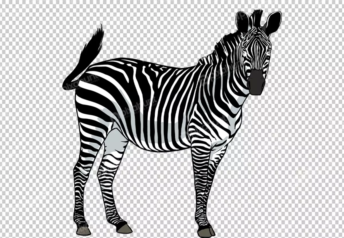 Free Premium PNG Zebra looking at camera and her tail looking so funny