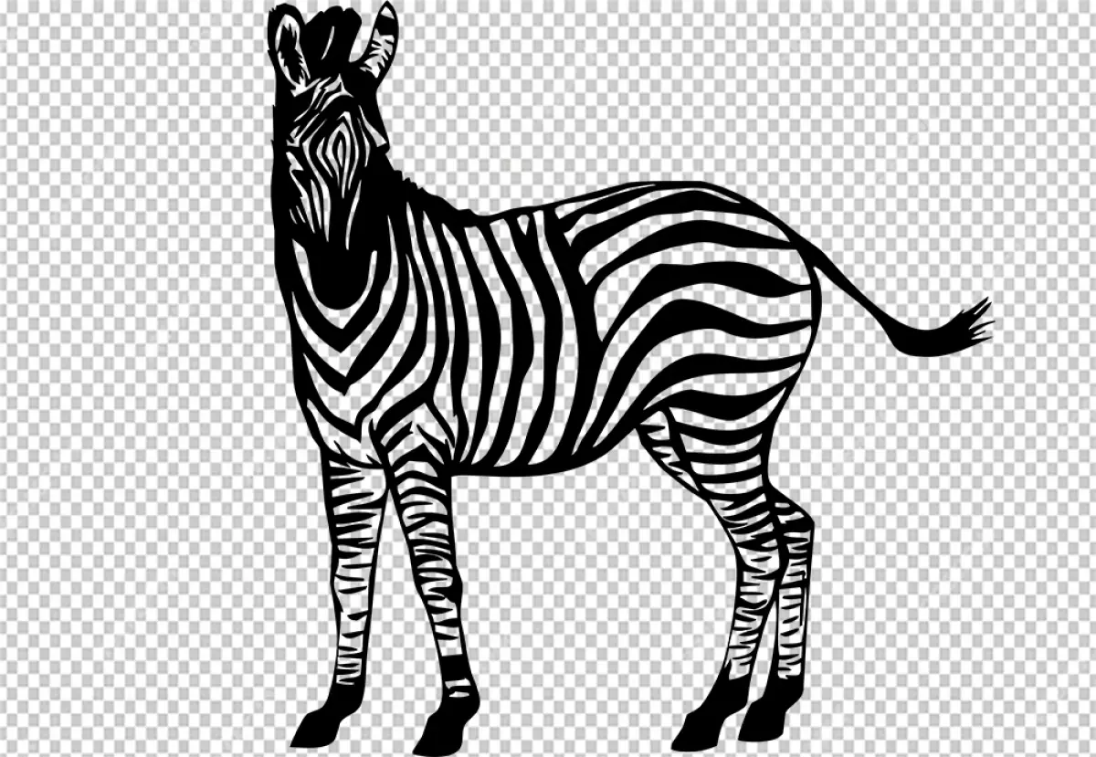 Free Premium PNG Zebra looking in in front the camera