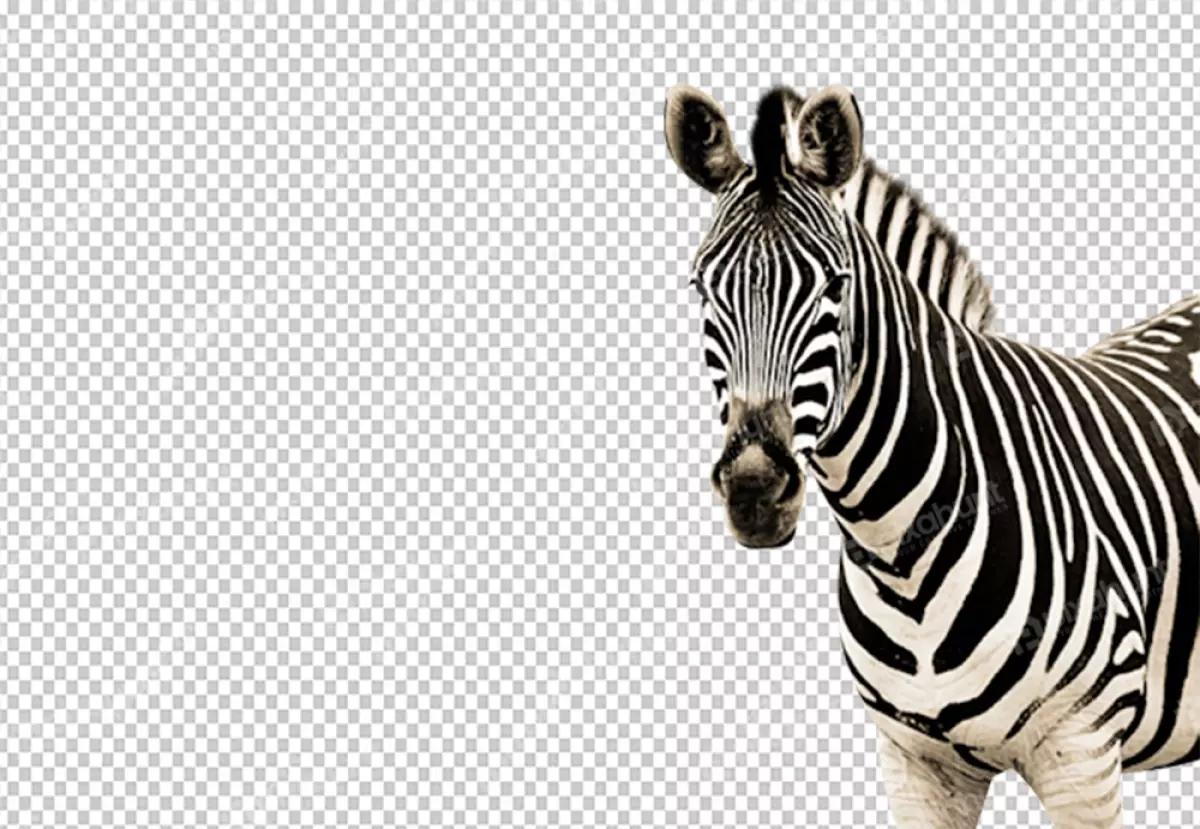 Free Premium PNG Zebra's black and white stripes are clearly visible as well as its long flowing mane