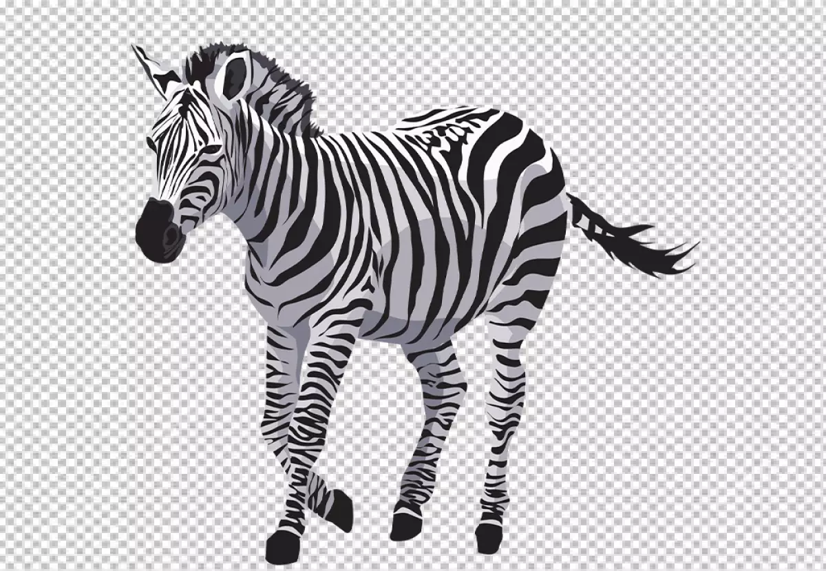Free Premium PNG Zebra's black and white stripes are very prominent in the photo