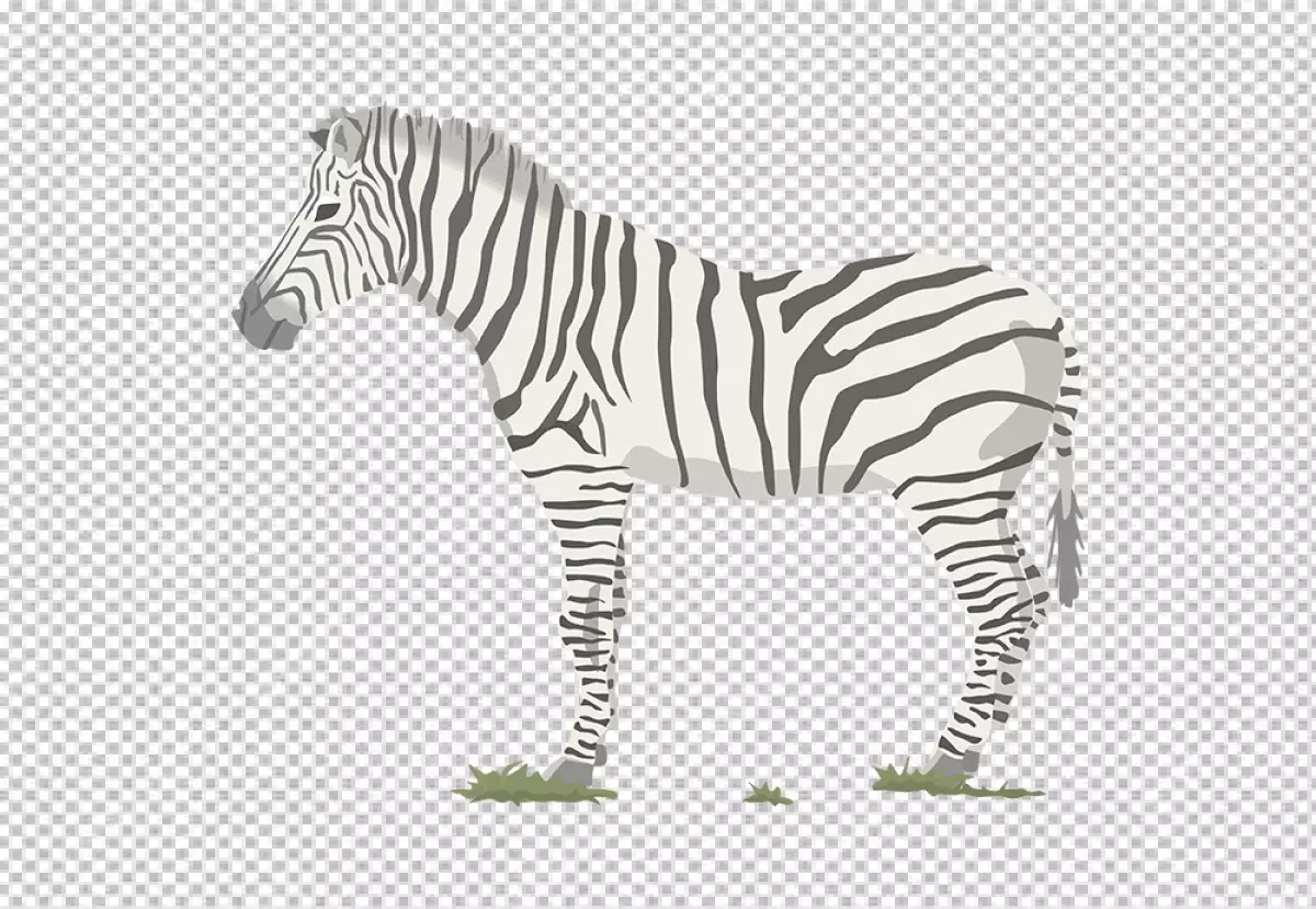 Free Premium PNG Zebra's body is facing to the left of the viewer, the head is turned slightly to the right, and the eyes are looking directly at the viewer
