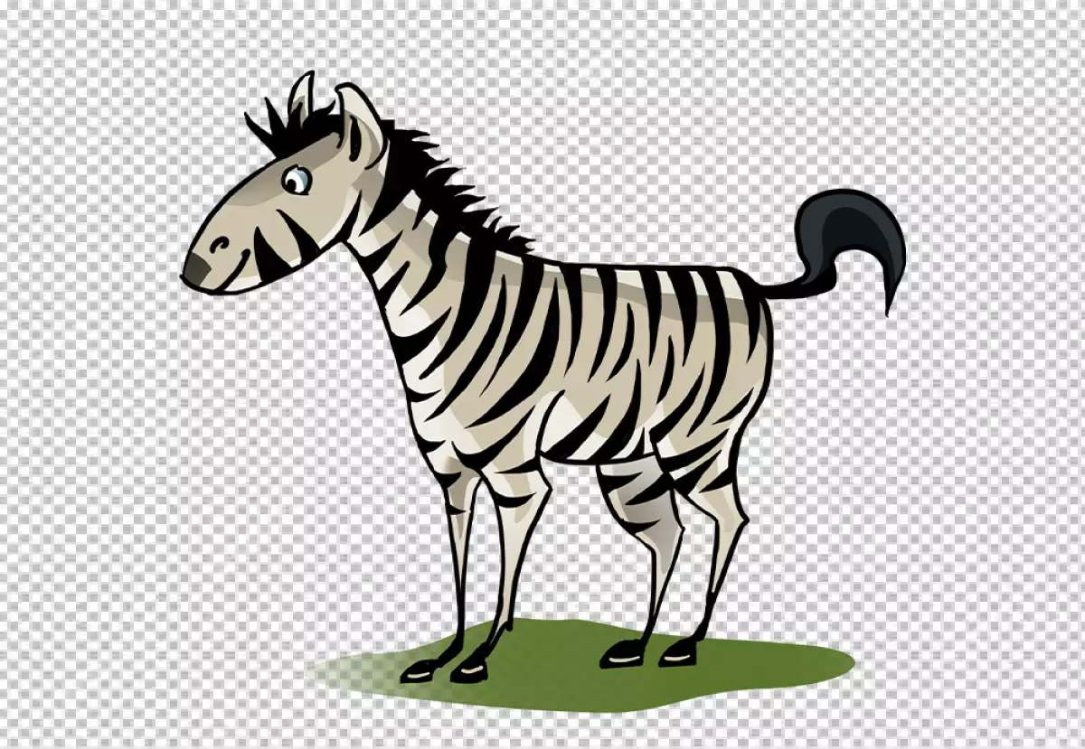 Free Premium PNG Zebra's body is mostly covered in black and white stripes