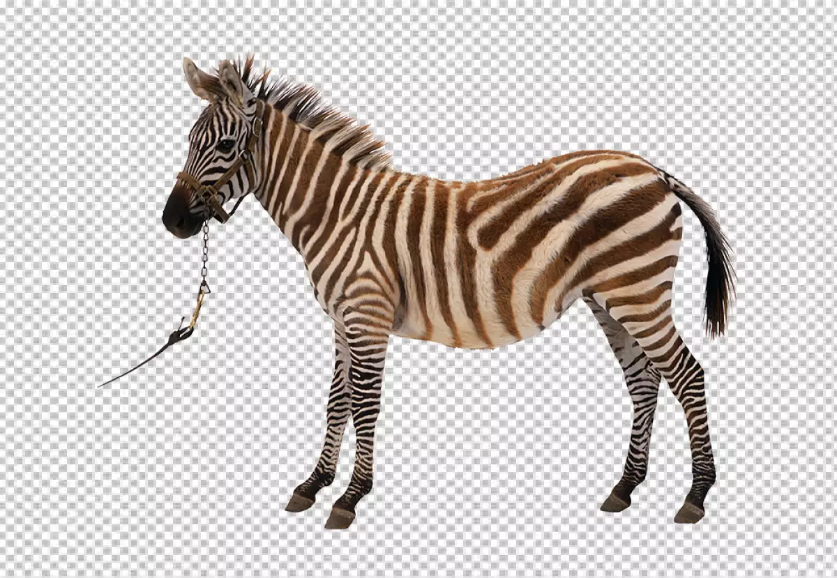 Free Premium PNG Zebra's mane is short and its coat is a light brown color with black stripes