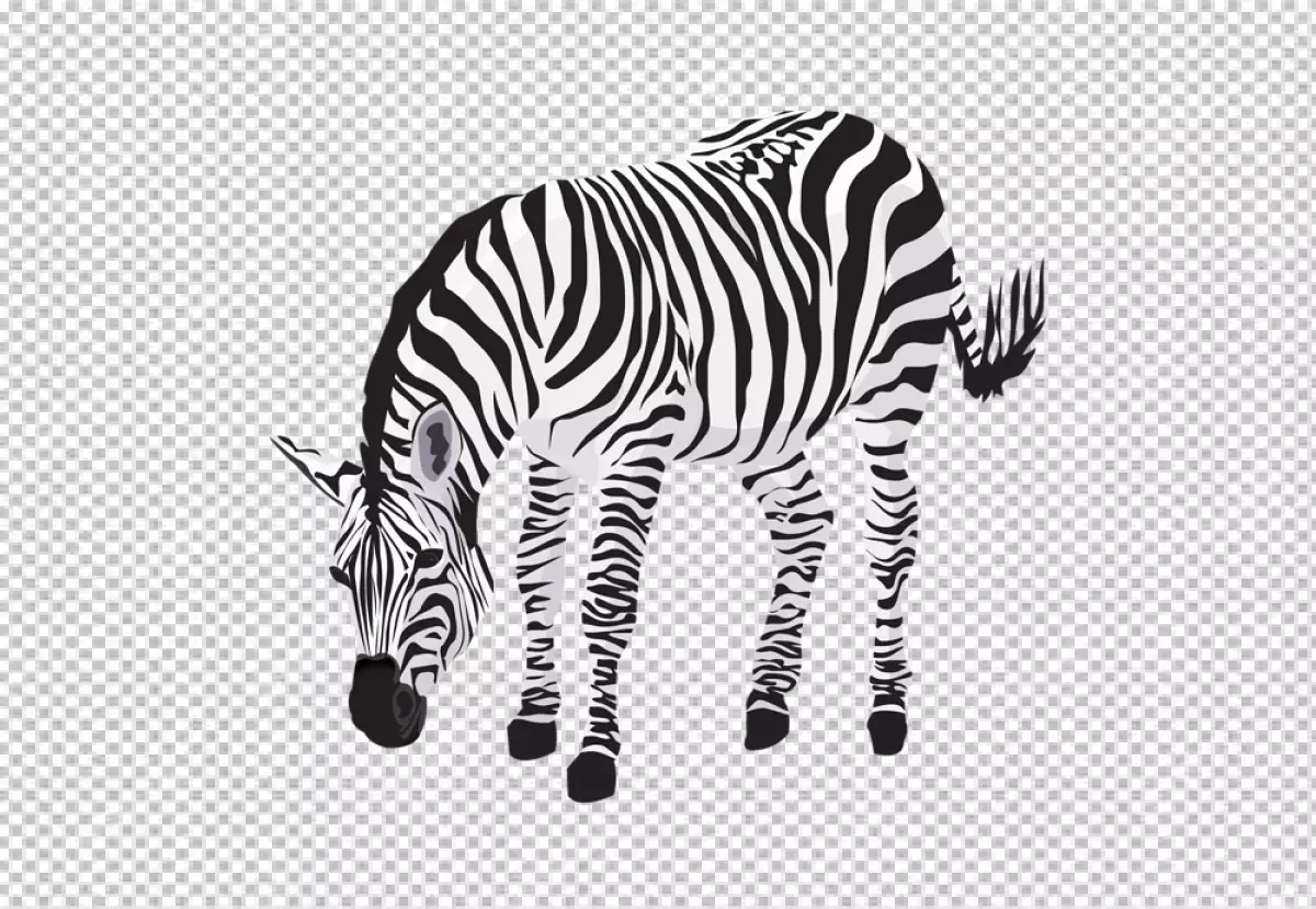 Free Premium PNG Zebra was eating